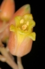 Aloe descoingsii (04)