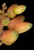 Aloe descoingsii (05)