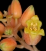 Aloe descoingsii (06)