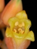 Aloe descoingsii (07)