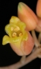 Aloe descoingsii (08)