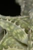 Aloe descoingsii (10)