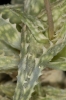 Aloe descoingsii (11)