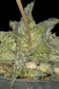 Aloe descoingsii (12)