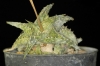 Aloe descoingsii (14)