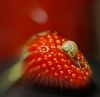 snail on strawberry......