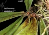 Aerangis arachnopus (7)