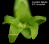 Gennaria diphylla (1)