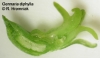 Gennaria diphylla (4)