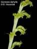 Gennaria diphylla (5)