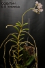 Oeonia volucris (1)