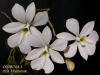 Oeonia volucris (3)