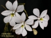 Oeonia volucris (4)