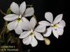 Oeonia volucris (5)