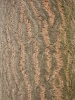 Paulownia tomentosa - Kaiserbaum