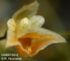 Chaseella pseudohydra (01)