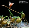 Chaseella pseudohydra (02)