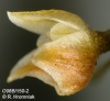 Chaseella pseudohydra (03)