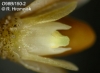 Chaseella pseudohydra (04)