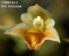 Chaseella pseudohydra (05)