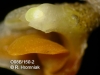 Chaseella pseudohydra (06)