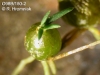 Chaseella pseudohydra (07)