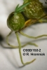 Chaseella pseudohydra (08)