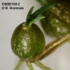 Chaseella pseudohydra (09)