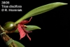 Trias disciflora (02)