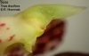 Trias disciflora (12)