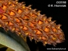 Bulbophyllum crassipes (01)