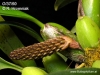 Bulbophyllum crassipes (04)