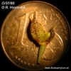 Bulbophyllum crassipes (05)