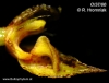 Bulbophyllum crassipes (06)