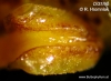 Bulbophyllum crassipes (07)