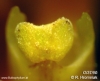 Bulbophyllum crassipes (08)