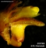 Bulbophyllum crassipes (09)