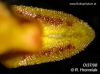 Bulbophyllum crassipes (10)