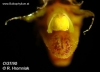 Bulbophyllum crassipes (11)