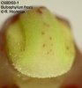 Bulbophyllum frostii (01)