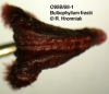 Bulbophyllum frostii (07)