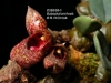 Bulbophyllum frostii (09)