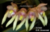 Bulbophyllum maculosum (01)