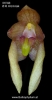 Bulbophyllum maculosum (02)