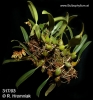 Bulbophyllum maculosum (04)
