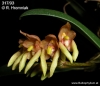 Bulbophyllum maculosum (05)