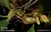 Bulbophyllum maculosum (06)