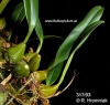 Bulbophyllum maculosum (07)