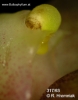 Bulbophyllum maculosum (08)