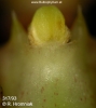 Bulbophyllum maculosum (09)